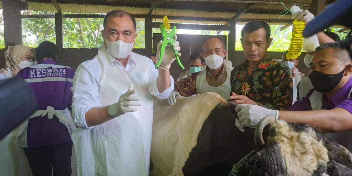 Jatim Mulai Vaksinasi PMK Sapi